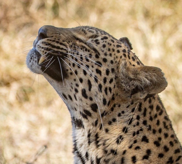Ntsumi cub enjoying the morning sun Ntsumi cub enjoying the morning sun
