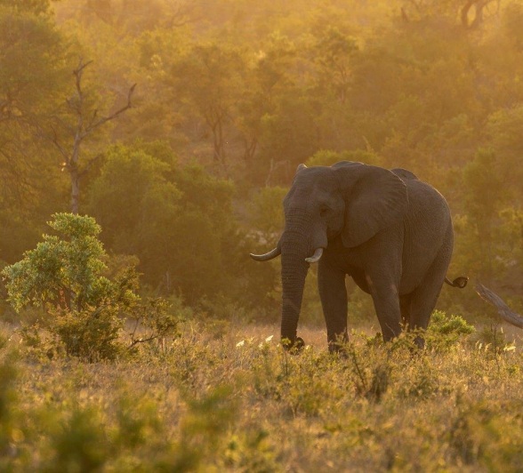 Sabi Sabi Benjamin Loon Elephant In Morning Light