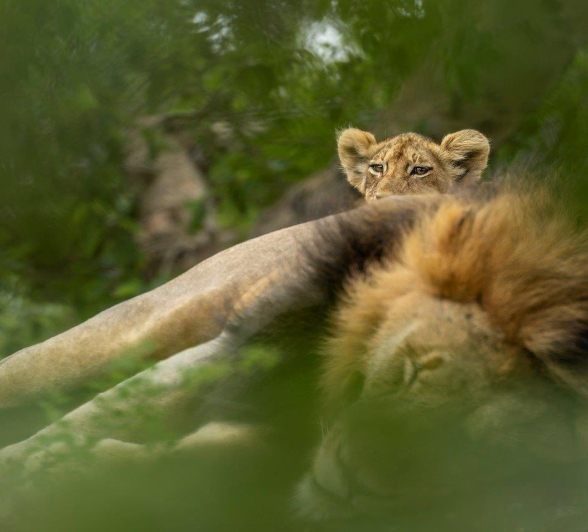 Sabi Sabi Benjamin Loon Lion Cub On Father Sabi Sabi Benjamin Loon Lion Cub On Father