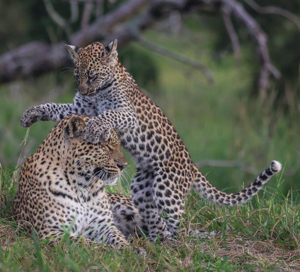 Golonyi and her cub play. 