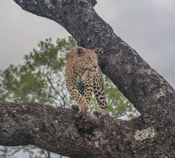 Sabi Sabi Ruan Mey Mashaba In Tree