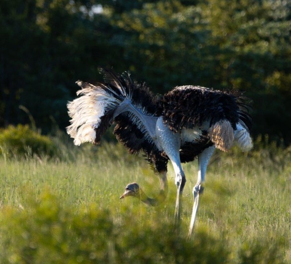 A male ostrich lifts it wings. 