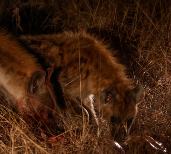 Sabi Sabi Ruan Mey Hyenas