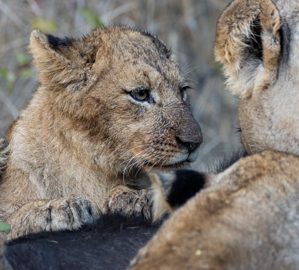 Sabi Sabi Ronald Mutero Msuthlu Lion Cub Sabi Sabi Ronald Mutero Msuthlu Lion Cub
