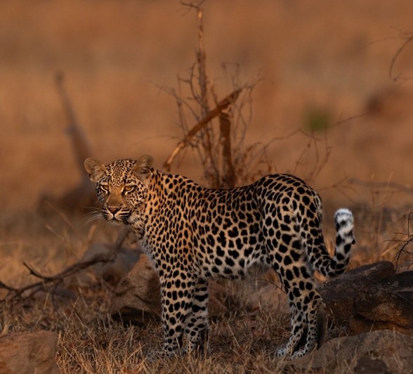 Sabi Sabi Viviane Ladner Golonyi Cub Sabi Sabi Viviane Ladner Golonyi Cub
