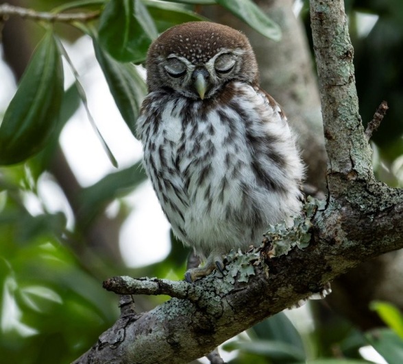 Sabi Sabi Benjamin Loon Pearl Spotted Owl Eyes Closed Sabi Sabi Benjamin Loon Pearl Spotted Owl Eyes Closed