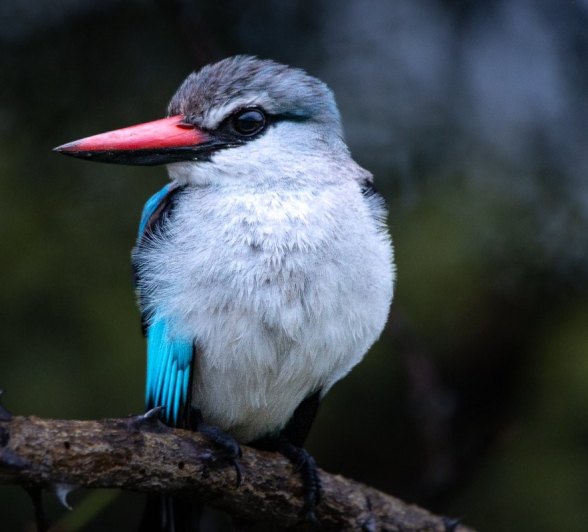 Sabi Sabi Ronald Mutero Woodland Kingfisher Close