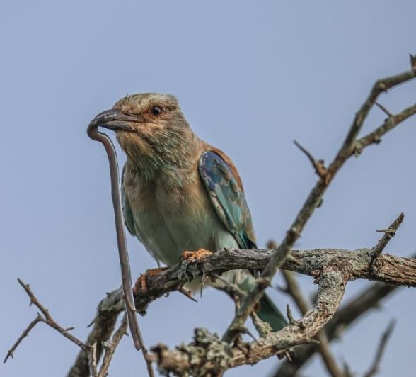 Sabi Sabi Ruan Mey Roller