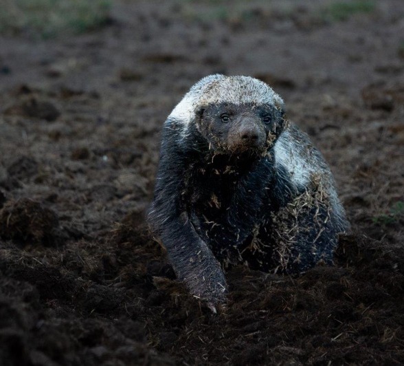 The wild is unpredictable and our guests were lucky to see a honey badger during the day. 