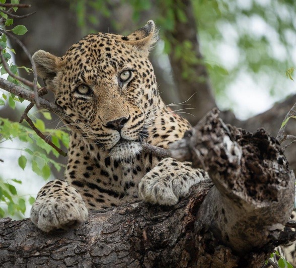 N'weti looks down from the supportive branches of a tall tree. 