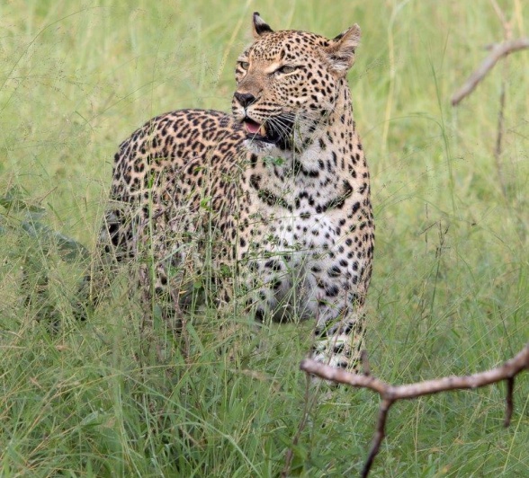 Ntsumi Leopard Jason Street Ntsumi Leopard Jason Street
