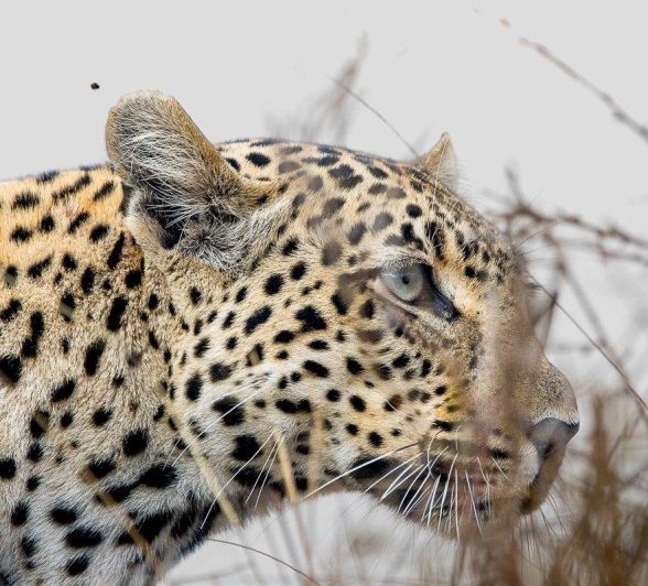 A close-up of the Tengile female leopard’s face, highlighting her intense focus and predatory instincts. A close-up of the Tengile female leopard’s face, highlighting her intense focus and predatory instincts.