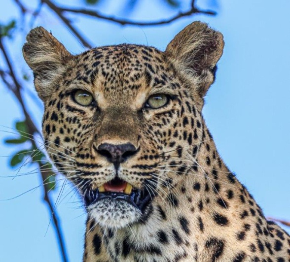 Sabi Sabi Ruan Mey Ntumsi Headshot Sabi Sabi Ruan Mey Ntumsi Headshot