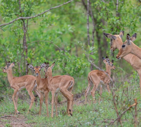 Sabi Sabi Ruan Mey Herd Impalas