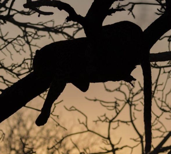A leopard, known as Mashaba, lounges in a tree. A leopard, known as Mashaba, lounges in a tree.