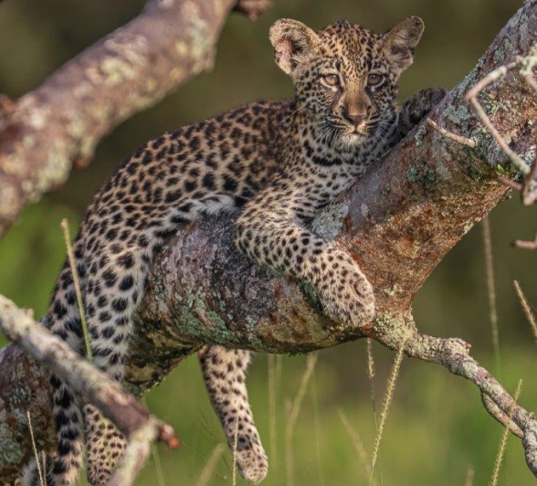 Golonyi's cub hangs in a tree.