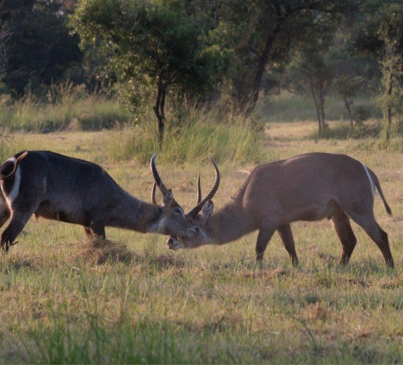 Sabi Sabi Devon Jansen Waterbuck