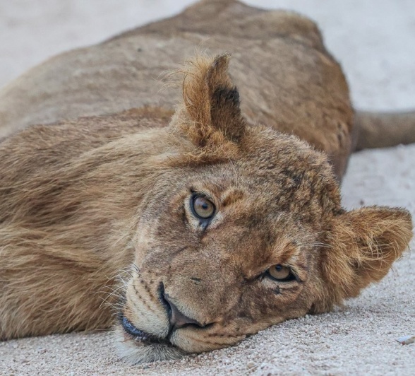 Sabi Sabi Ruan Mey Southern Pride Sabi Sabi Ruan Mey Southern Pride