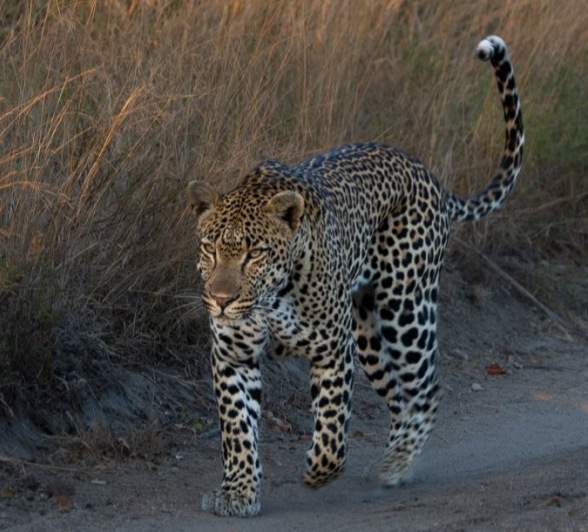 Sabi Sabi Ronald Mutero Khulwana Sabi Sabi Ronald Mutero Khulwana