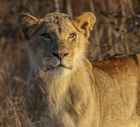 Sabi Sabi Ruan Mey Unknown Lion Golden Light Sabi Sabi Ruan Mey Unknown Lion Golden Light