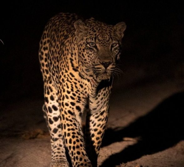 Sabi Sabi Devon Jansen Mawelawela