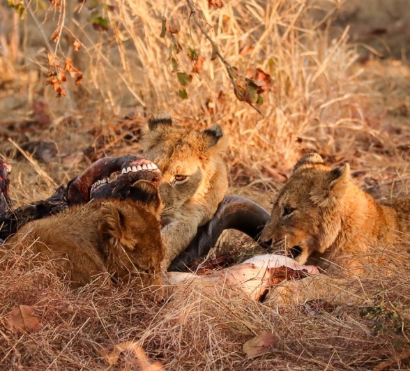 Three cubs from the Musuthlui pride feast. Three cubs from the Musuthlui pride feast.