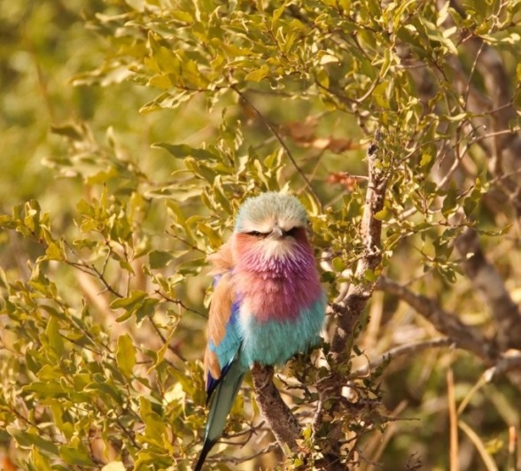 Sabi Sabi Jana Du Plessis Lilac Breasted Roller Perches Sabi Sabi Jana Du Plessis Lilac Breasted Roller Perches