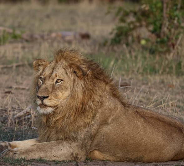 Sabi Sabi Ruan Mey Styx Male Dominant Lion