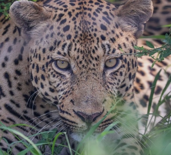 Sabi Sabi Ruan Mey Male Leopard