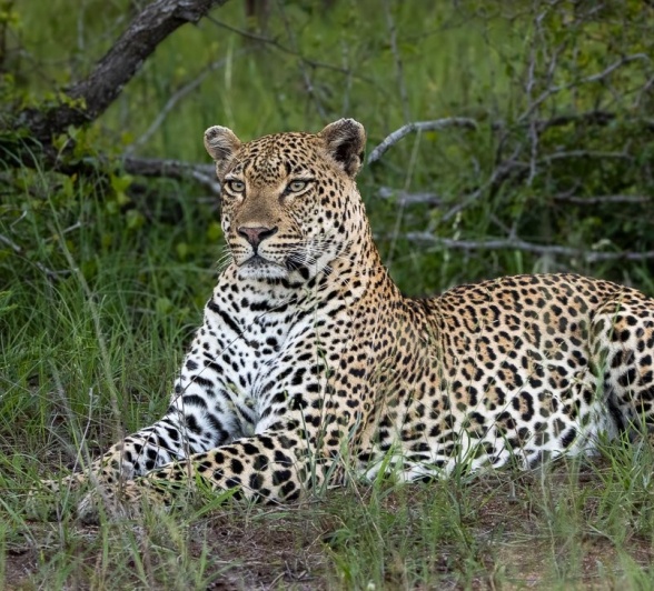 Khulwana, a leopard, lays in the veld. 