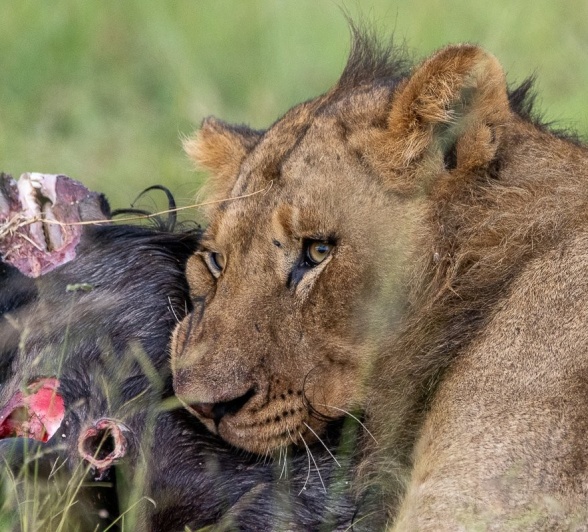 Sabi Sabi Ronald Mutero Msuthlu Lion With Kill