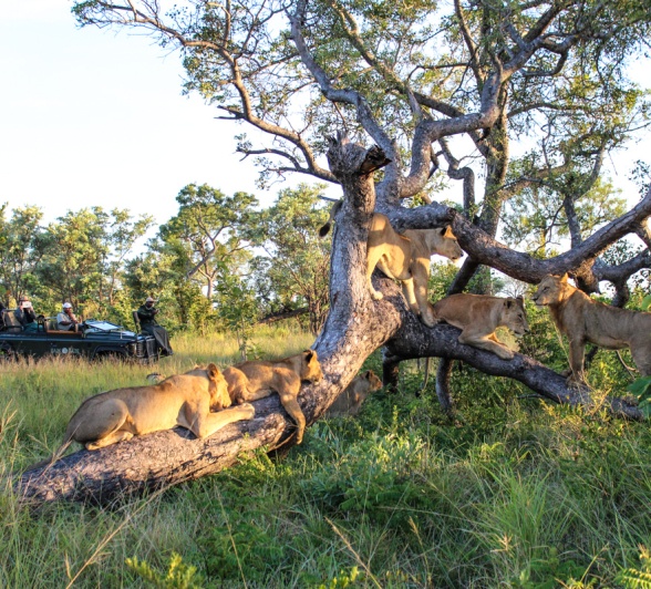 A pride of lions relax on a tree as the Sabi Sabi safari vehicle stops nearby
