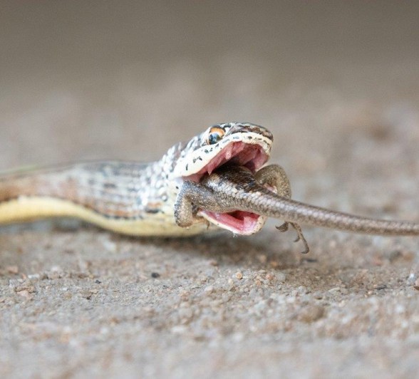 A rare sighting of a Western Yellow-bellied Sand Snake eating a Rainbow Skink.
