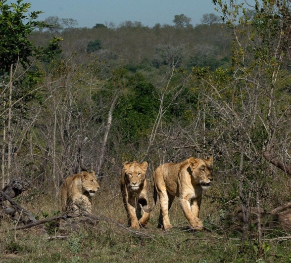 Three large Styx cubs walk through the grass. 