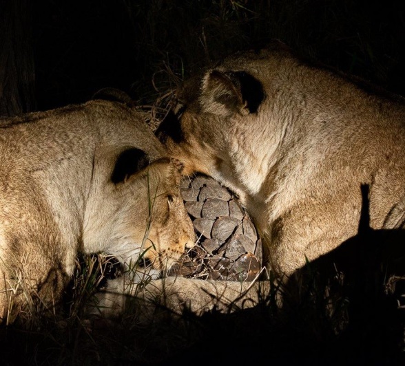 Trying as they might, two lionesses stood little chance at enjoying the pangolin for dinner. 