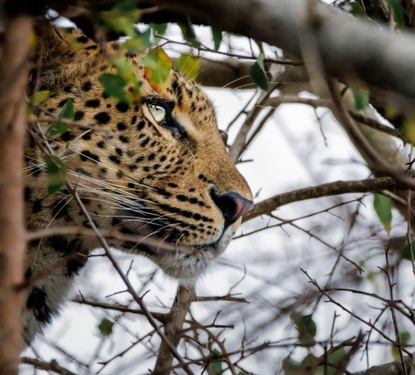 Golonyi can be seen here through the brush. 