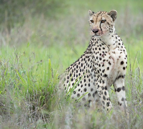 Guests on game drive were delighted when we came across a cheetah just as she caught an impala. 