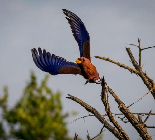 Borad-billed roller takes off in flight. Borad-billed roller takes off in flight.