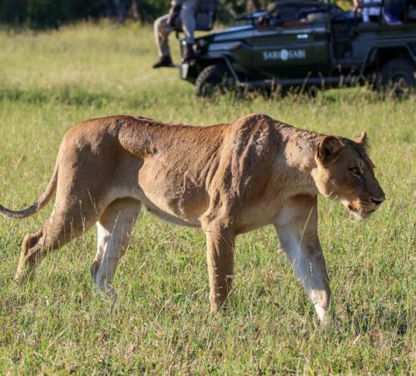 Sabi Sabi Jan Nel Msuthlu Lioness Sabi Sabi Jan Nel Msuthlu Lioness