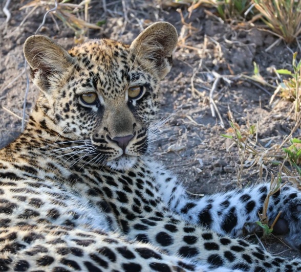 Sabi Sabi Jan Nel Golonyi And Cub