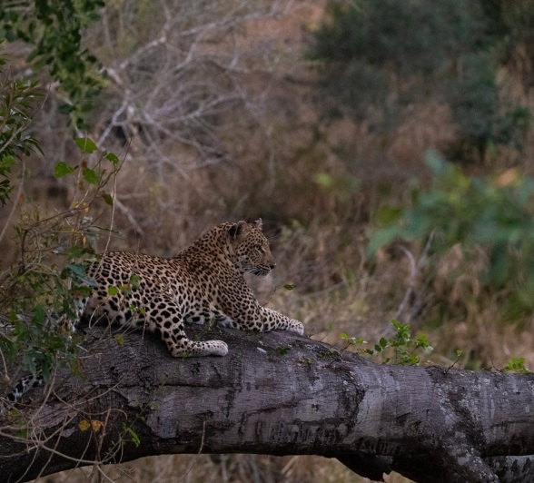Sabi Sabi Viviane Ladner Golonyi Tree Sabi Sabi Viviane Ladner Golonyi Tree