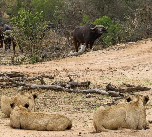 Sabi Sabi Jana Du Plessis Msuthlu Lions Sabi Sabi Jana Du Plessis Msuthlu Lions