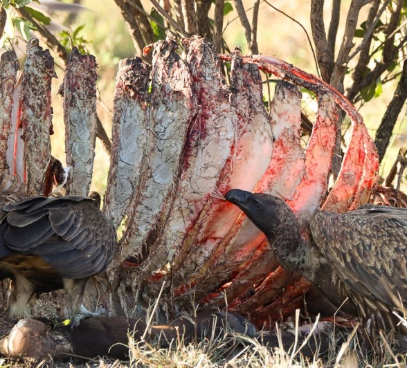 Sabi Sabi Jana Du Plessis Vultures On Kill