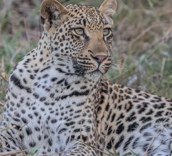 Sabi Sabi Ruan Mey Golonyi Cub Close Up