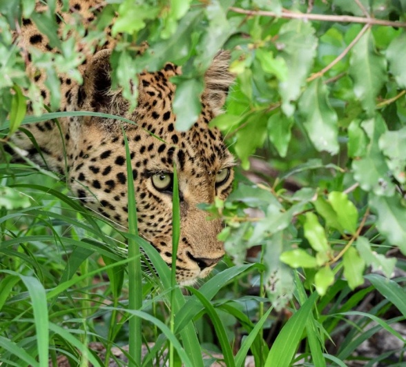 A female leopard peeks through the grass.