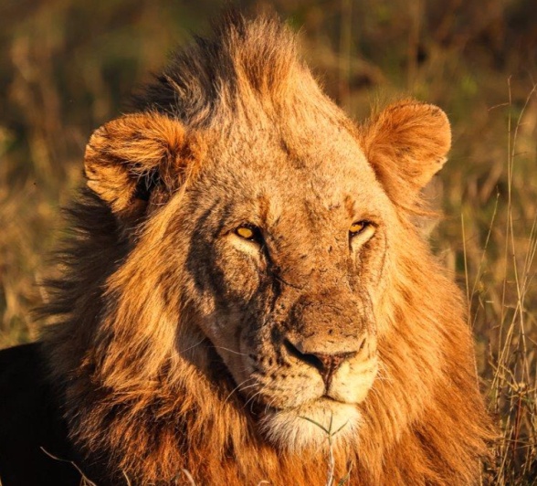 One of the male lions of the Kumbula Breakaway Pride is lit perfectly by the sunlight. 