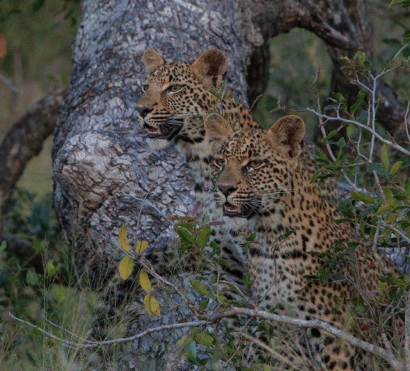 Ntsumi's cubs keeping an eye out.