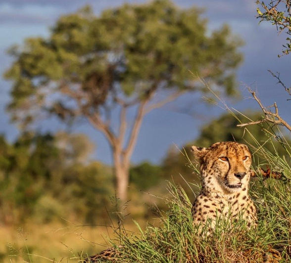 A cheetah in the African bush. A cheetah in the African bush.