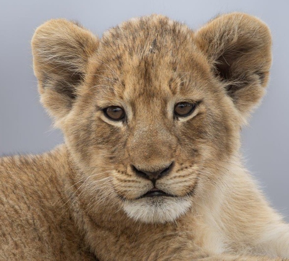 Close-up of a Msuthlu Pride cub.