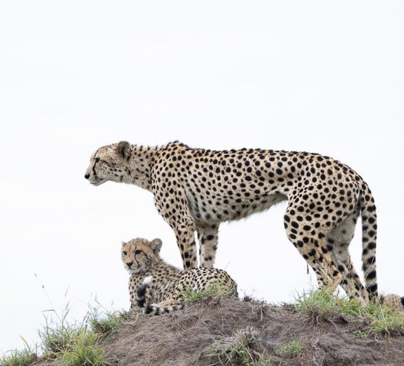 Sabi Sabi Ronald Mutero Cheetah Silhouettes